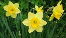 水仙花电视剧,花开花落，演绎一段感人至深的家族传奇